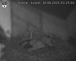 Capi_Dubne_20250630_032502.jpg