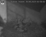 Capi_Dubne_20250630_035002.jpg