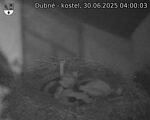 Capi_Dubne_20250630_040003.jpg