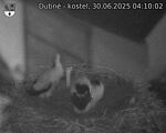 Capi_Dubne_20250630_041002.jpg