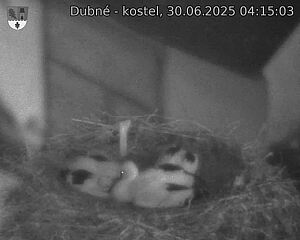 Capi_Dubne_20250630_041503.jpg (1350 x 1080)