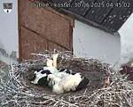 Capi_Dubne_20250630_044502.jpg