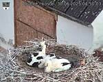 Capi_Dubne_20250630_045003.jpg