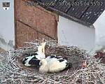 Capi_Dubne_20250630_045502.jpg