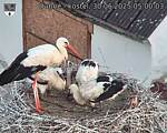 Capi_Dubne_20250630_050003.jpg