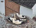 Capi_Dubne_20250630_050504.jpg