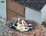 Capi_Dubne_20250630_051504.jpg