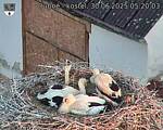 Capi_Dubne_20250630_052003.jpg
