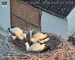 Capi_Dubne_20250630_052504.jpg