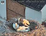 Capi_Dubne_20250630_053002.jpg
