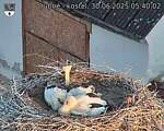 Capi_Dubne_20250630_054002.jpg