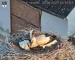 Capi_Dubne_20250630_054503.jpg