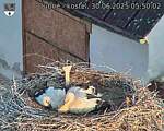 Capi_Dubne_20250630_055002.jpg