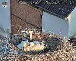 Capi_Dubne_20250630_055502.jpg