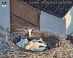 Capi_Dubne_20250630_060004.jpg