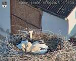 Capi_Dubne_20250630_060504.jpg