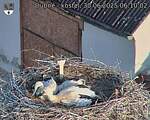 Capi_Dubne_20250630_061002.jpg