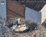 Capi_Dubne_20250630_061504.jpg
