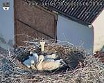 Capi_Dubne_20250630_062004.jpg
