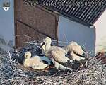 Capi_Dubne_20250630_062502.jpg