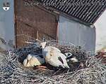 Capi_Dubne_20250630_065004.jpg