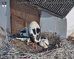Capi_Dubne_20250630_070004.jpg