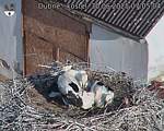 Capi_Dubne_20250630_070504.jpg