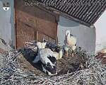 Capi_Dubne_20250630_071002.jpg