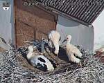 Capi_Dubne_20250630_071504.jpg