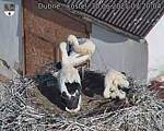 Capi_Dubne_20250630_072004.jpg