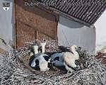 Capi_Dubne_20250630_072502.jpg
