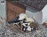 Capi_Dubne_20250630_073504.jpg