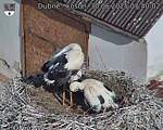 Capi_Dubne_20250630_074002.jpg