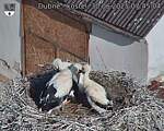 Capi_Dubne_20250630_074504.jpg