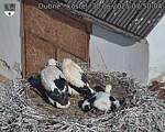 Capi_Dubne_20250630_075004.jpg