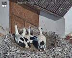 Capi_Dubne_20250630_075502.jpg