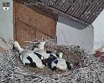 Capi_Dubne_20250630_080002.jpg