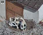 Capi_Dubne_20250630_080502.jpg