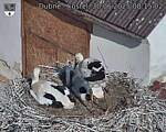 Capi_Dubne_20250630_081502.jpg