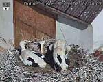 Capi_Dubne_20250630_082003.jpg