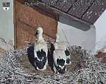 Capi_Dubne_20250630_082504.jpg