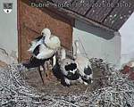 Capi_Dubne_20250630_083002.jpg