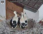 Capi_Dubne_20250630_083504.jpg
