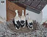 Capi_Dubne_20250630_084504.jpg