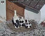 Capi_Dubne_20250630_085004.jpg