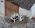 Capi_Dubne_20250630_085502.jpg