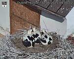 Capi_Dubne_20250630_090002.jpg