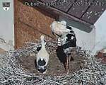 Capi_Dubne_20250630_091002.jpg