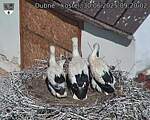 Capi_Dubne_20250630_092002.jpg