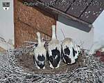 Capi_Dubne_20250630_092502.jpg
